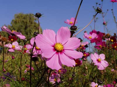 Cosmeablüten