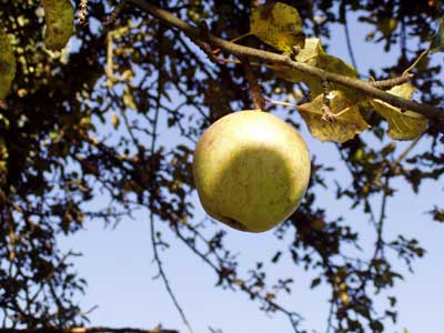 Apfel