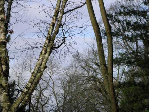 ein Specht im Baum