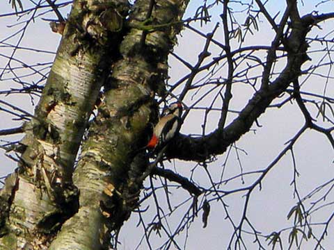 ein Specht im Baum