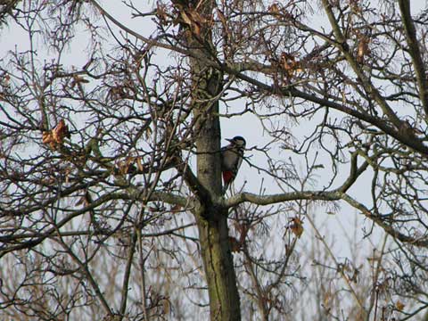 Buntspecht im Baum hinter meiner Wohnung