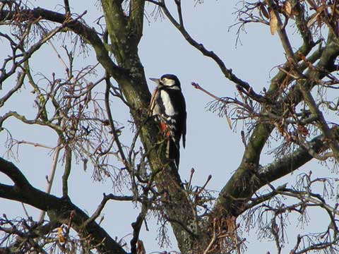 Buntspecht im Baum hinter meiner Wohnung