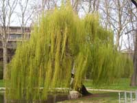 alte Weide