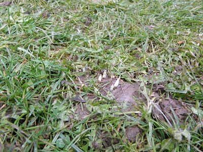 Grasfläche