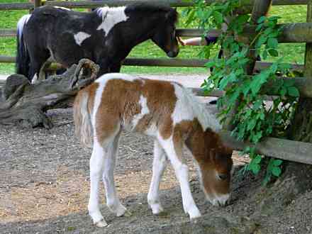 Ponyfohlen