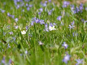 zwei Anemonenblüten im Blausternchenteppich