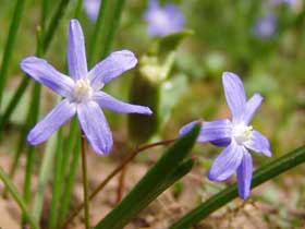 zweiblättriges Blausternchen (Scilla bifolia)