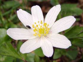 Blüte eines Buschwindröschens (Anemone nemorosa) mit kleinem Käfer