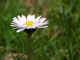 Gänseblümchen (Bellis perennis)