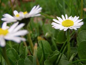 Gänseblümchen (Bellis perennis)