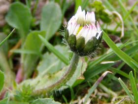 Blüte eines Gänseblümchens öffnet sich gerade