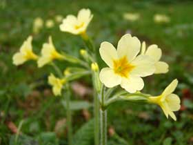 Hohe Schlüsselblume (Primula elatior)