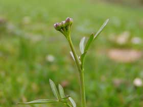 eventuell Wiesen-Schaumkraut (Cardamine pratensis L.)?