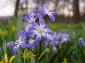 zweiblättriges Blausternchen (Scilla bifolia)