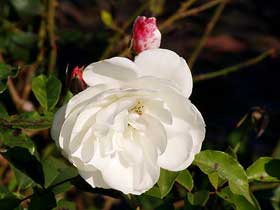 weiße Rose