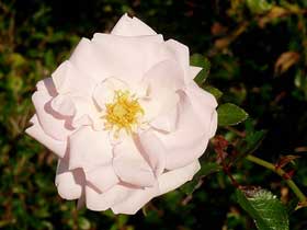 zartrosa Rose