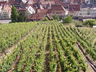 Weinberghang mit Blick in die Stadt