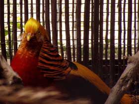 Goldfasan Männchen