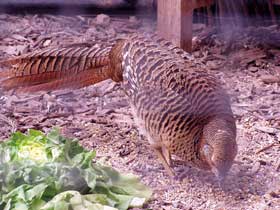 Goldfasan Weibchen
