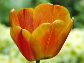 Tulpenblüte