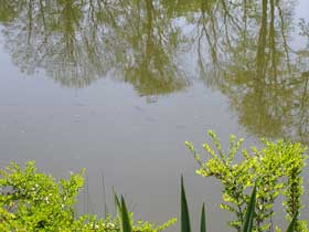 viele kleine Fische schwimmen im See