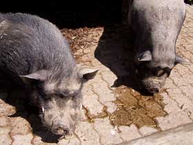 2 Asiatische Zwergschweine