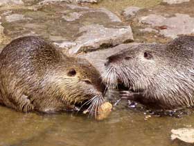 2 graue Nutrias (Sumpfbiber, Biberratten)