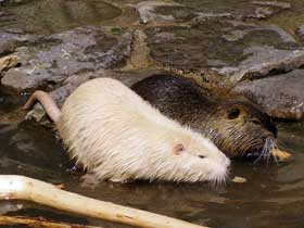 1 weiße, 1 graue Nutria