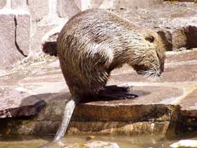 graue Nutria putzt sich den Bauch