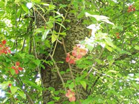 Baum mit roten Blüten, überbelichtet