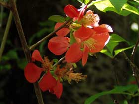 rote Blüten