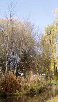 Szene am herbstlichen Bach