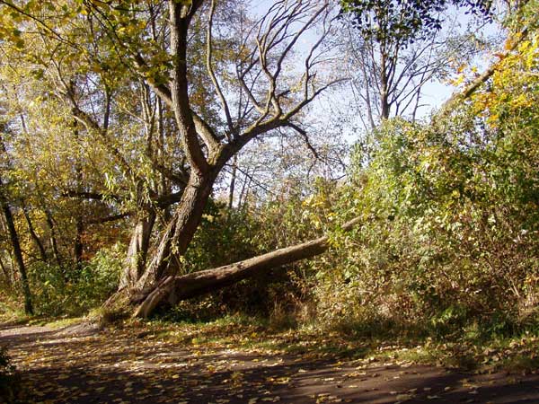 Weg an einem krummen, verzweigten, kahlen Baum vorbei