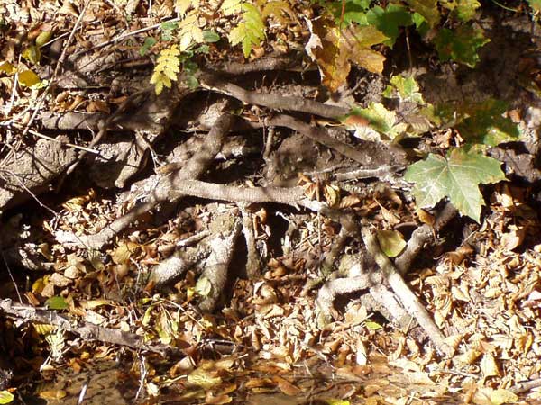 Weg an einem krummen, verzweigten, kahlen Baum vorbei