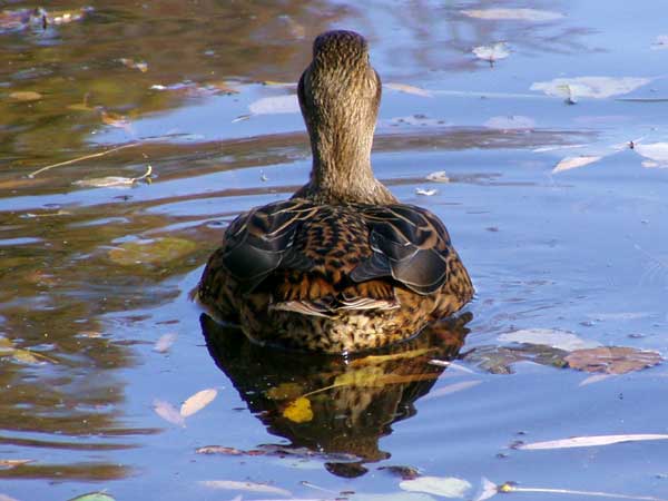 Ente hat uns den R&uuml;cken zugekehrt