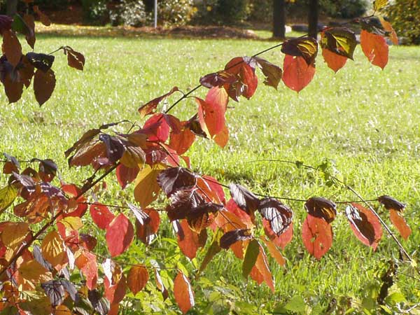 rotes Laub eines Haselnussstrauches