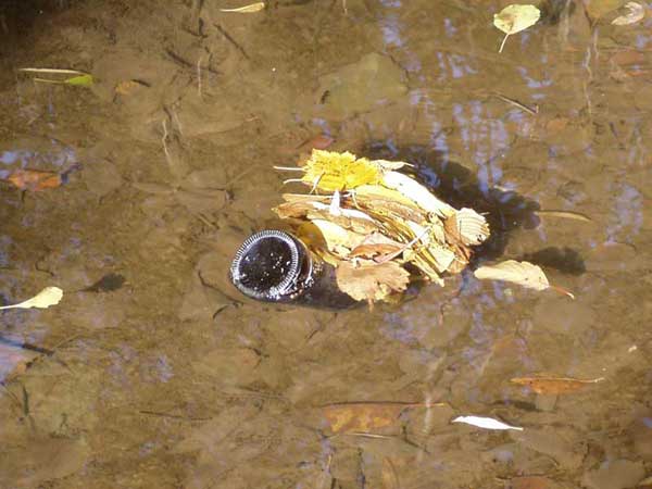 Laub und Flasche flie&szlig;en im Bach