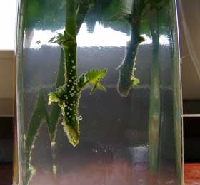 unter Wasser treiben Blätter und Wurzeln aus unter Wasser treiben Blätter und Wurzeln aus