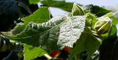 gesunde Triebe und Knospen gesunde Triebe und Knospen