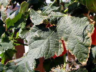 Blatt mit einem braunen Rand