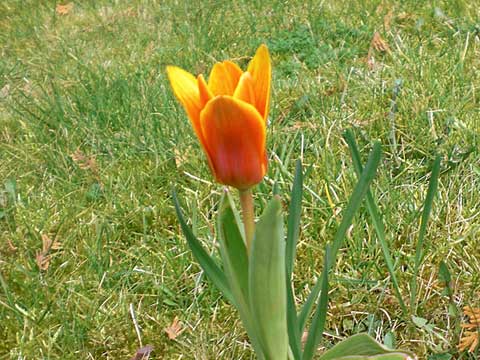 bl&uuml;hende Tulpe