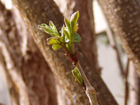 erste Bl&auml;tter treiben an einem Busch aus