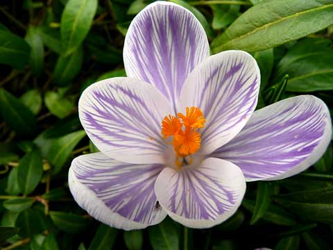 wei&szlig;er Krokus mit lila Aderung
