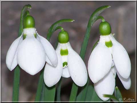 Schneegl&ouml;ckchen