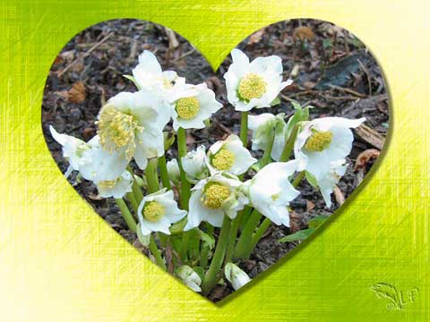 "herzige" Christrosen