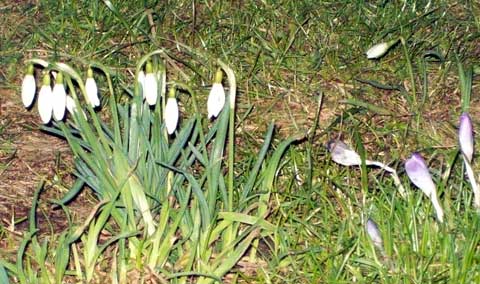 Schneegl&ouml;ckchen und Krokusse bei Nacht