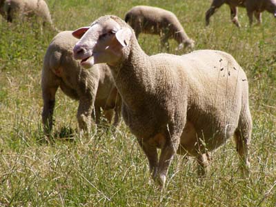 Schaf wiederkäuend oder blökend