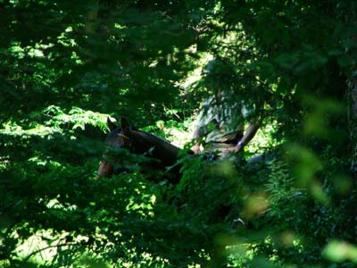 ein Reiter hinter Büschen