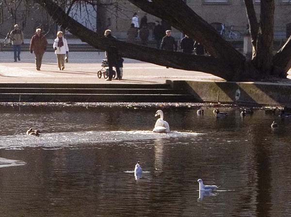 Schwan schwimmt im See
