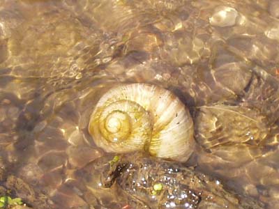 Weinbergschnecke im Wasser